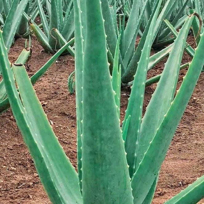

Terlaris Bibit Indukan Tanaman Lidah Buaya Jumbo - Jenis Chinensis Pontianak