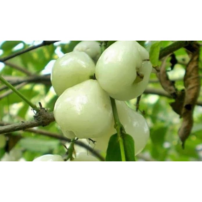 

Terlaris Bibit Tanman Jambu Kancing Putih Super