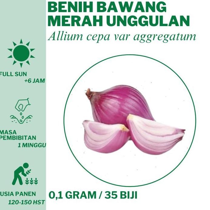 

Terlaris 18 Benih Bawang Merah Bibit Unggulan Hidroponik Tanam