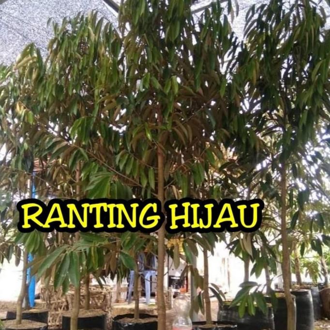 

Terlaris Bibit Buah Durian Montong/Monthong Jumbo(Dongkelan) Siap Berbuah Tos