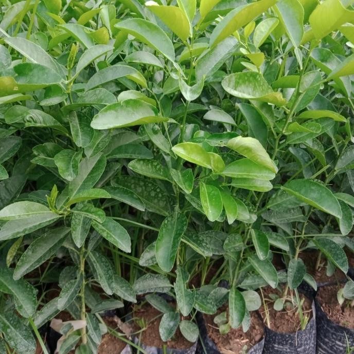 

Terlaris Pohon Bibit Tanaman Buah Jeruk Nipis/Jeruk Peras. Auu