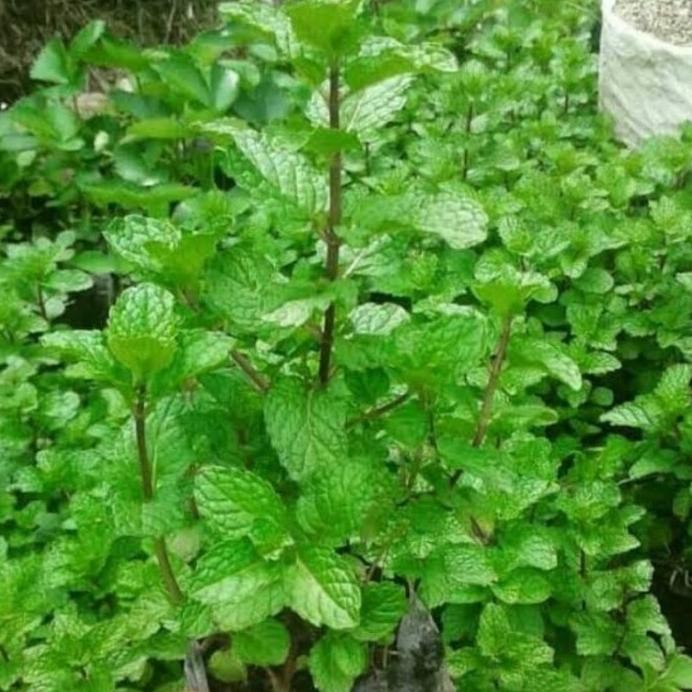 

Terlaris Promo Bibit Daun Mint Babrye 7173Ah