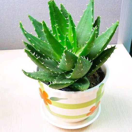 Terlaris (Bisa Cod) Promo Tanaman Herbal Aloevera Lidah Buaya Bibit Tanaman Lidah Buaya, Pohon Lidah