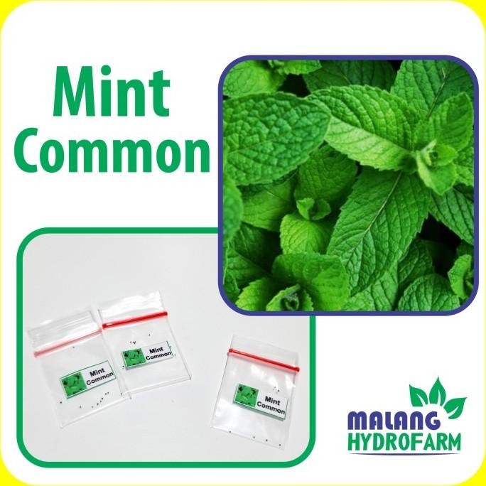 

Terlaris Rizzlarrisszzssz!! Benih Mint Common Unggulan Berkualitas Biji Daun Min Herbal Bibit Hydr
