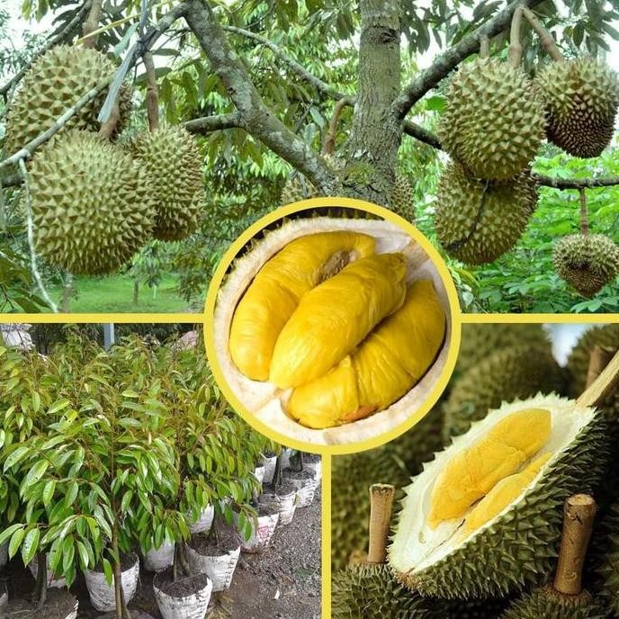 

Terlaris Bibit Durian Musangking Kaki Tiga Unggul Original