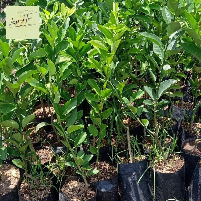 

Terlaris Bibit Tanaman Buah Jeruk Pecel - Jeruk Nipis Isi 2 Pcs Premium