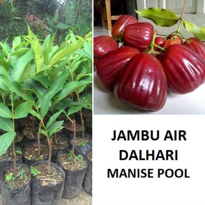 

Terlaris Bibit Jambu Air Dalhari Okulasi