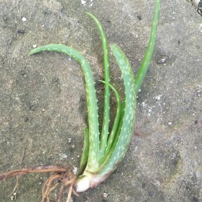 

Terlaris Bibit Lidah Buaya