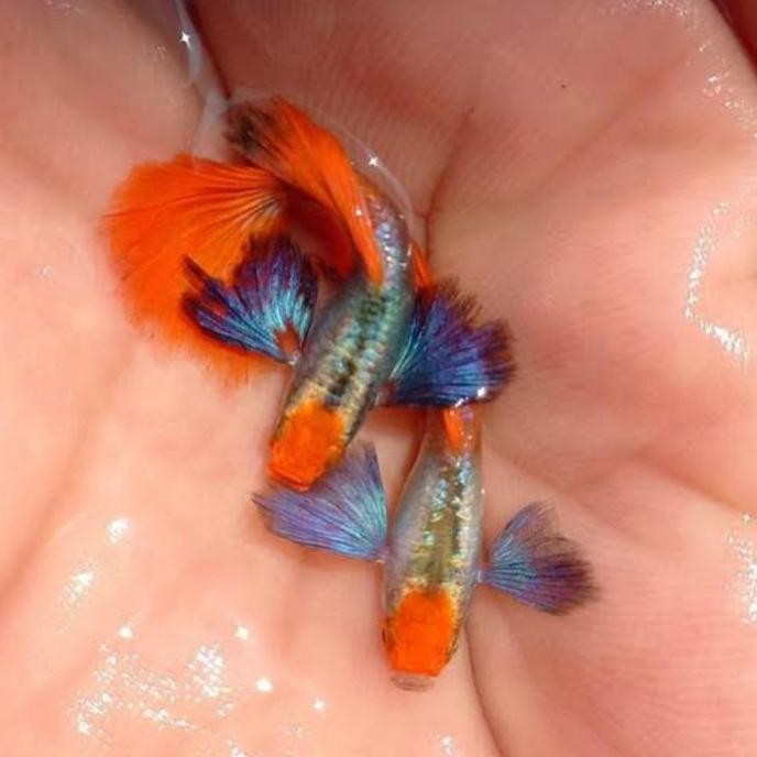 Terlaris Hiasan Aquarium Vvip Guppy Platinum Red Tail Dumbo Ear Koi Line Vietnam