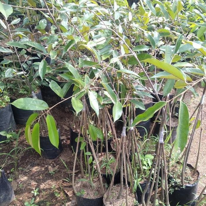 

Terlaris Bibit Tanaman Durian Bawor Kaki 5..Tinggi 1 Meter. Spesial Jumboo..