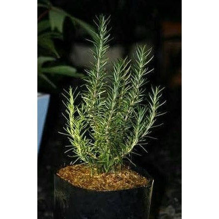 

Terlaris Bibit Rosemary Rosmari