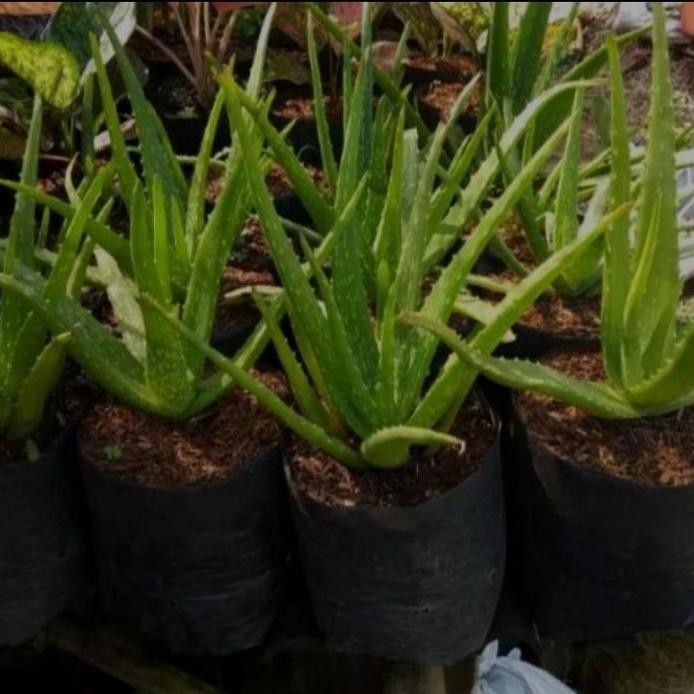 

Terlaris Bibit Tanaman Lidah Buaya Aloevera Jumbo