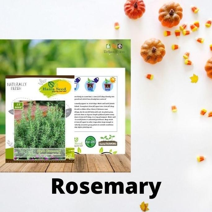 

Terlaris Benih-Bibit Biji Herba Rosemary (Haira Seed)