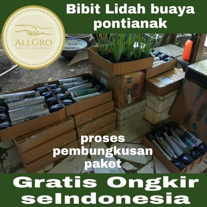 

Terlaris Bibit Lidah Buaya Jumbo Pontianak
