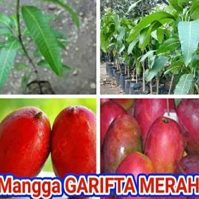 

Terlaris Bonus Bibit Jeruk Nipis @Bibit Mangga Garifta Merah - Eksotis