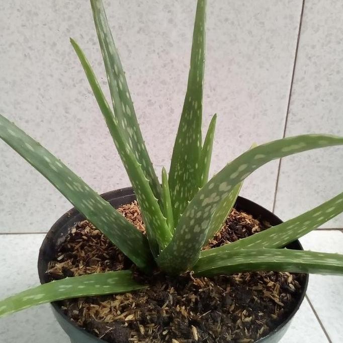 

Terlaris Tanaman Lidah Buaya Bibit Lidah Buaya Aloe Vera