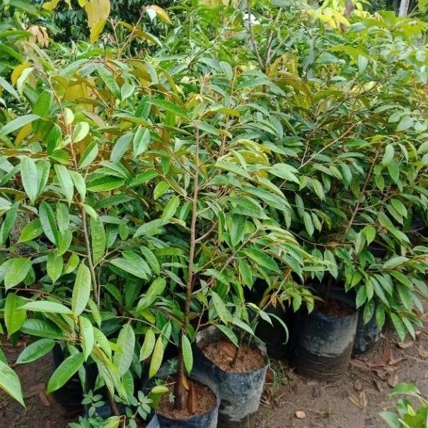 

Terlaris Bibit Durian Super Tembaga 1 Meter - Bibit Duria Cepat Berbuah