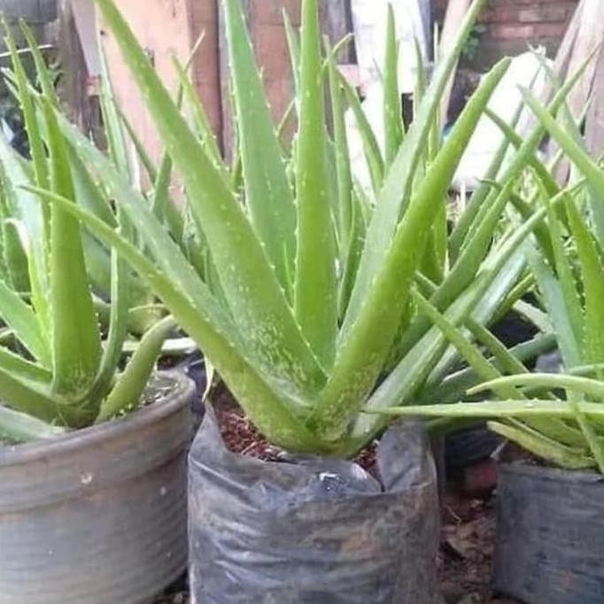 

Terlaris Pohon Lidah Buaya / Aloevera - Bibit Tanaman Pohon Lidah Buaya