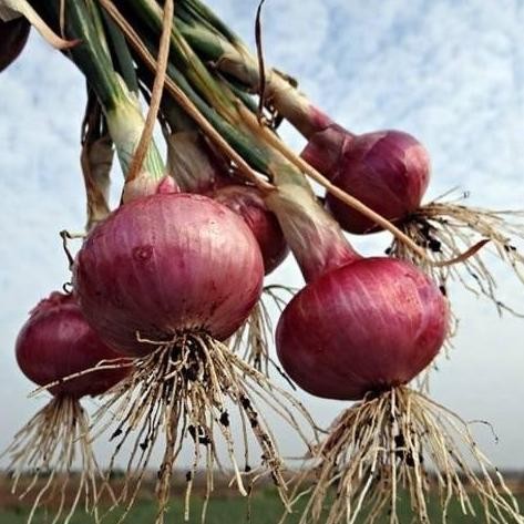 

Terlaris 150 Biji Benih Bibit Bawang Merah Unggul Kemasan Premium Kraft Paper
