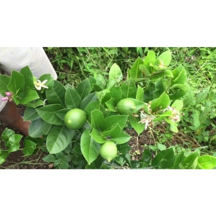 

Terlaris Bibit Jeruk Nipis Okulasi Cepat Berbuah