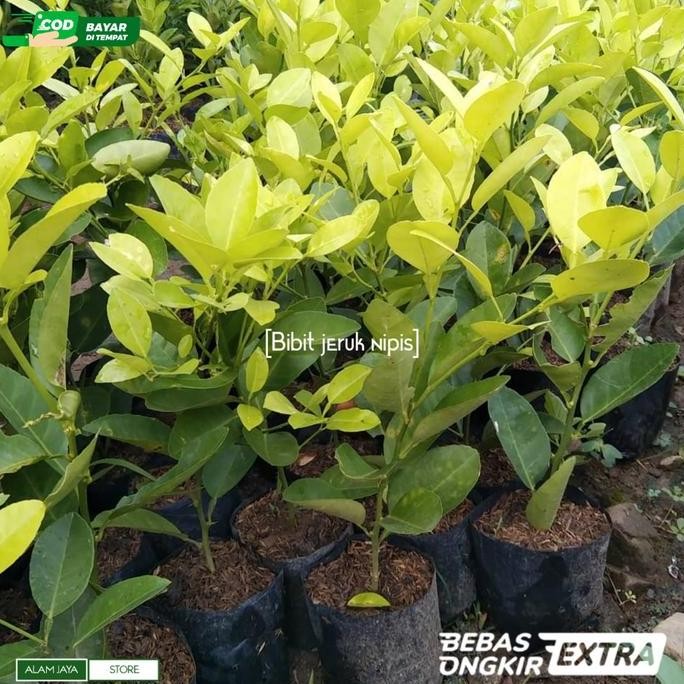 

Terlaris Bibit Tanaman Jeruk Nipis Siap Tanam