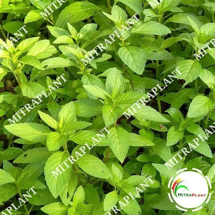 

Terlaris Bibit Tanaman Daun Peppermint - Pohon Daun Mint - Tanaman Herbal
