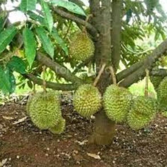 

Terlaris Bibit Durian Musangking Tinggi 2 Meter Siap Berbuah