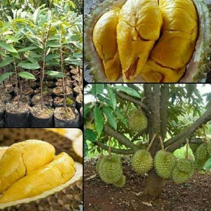 

Terlaris Bibit Durian Musangking Hasil Okulasi Cepat Berbuah