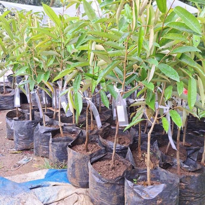 

Terlaris Bibit Durian D24 Malaysia Ukuran 70-80 Cm