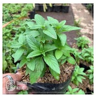 

Terlaris Bibit Tanaman Daun Mint Papermint Pappermint