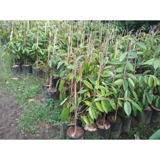 

Terlaris Paket 4 Bibit Durian ( Musangking + Bawor + Montong + Ochee)