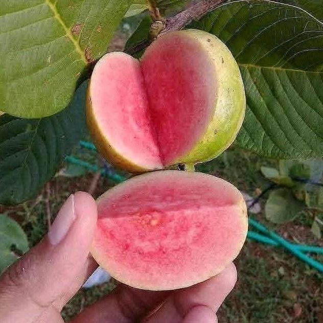 

Terlaris Bibit Jambu Kristal Buahnya Besar Manis