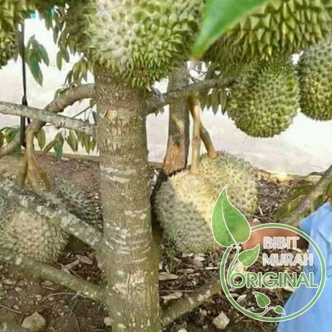 

Terlaris Bibit Durian Musang King