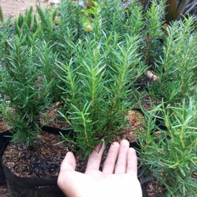 

Terlaris Produk Baru - Tanaman Hias Rosemary Herbal Wangi Dan Harum/Bibit/Benih Promo!! Toko Sri Mul