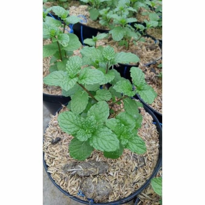 

Terlaris Bibit Tanaman Papermin Mint/Tanaman Daun Menthol Mint