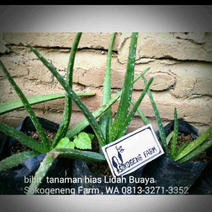

Terlaris Bibit Lidah Buaya