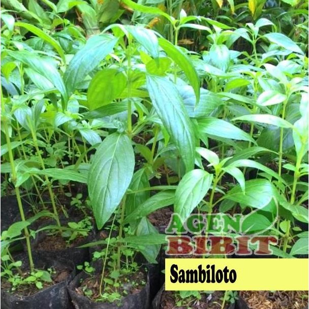 

Terlaris Bibit Sambiloto - Daun Sambiloto - Tanaman Sambiloto Herbal