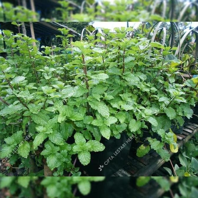

Terlaris ^ Paket 3 Bibit Tanaman Daun Peppermint Spearmint Chocolate Mint At12