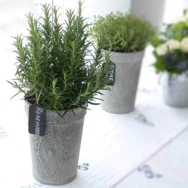 

Terlaris Terlaris Rosemary Wangi Bibit - Tanaman Rempah Bunga Rosemarry