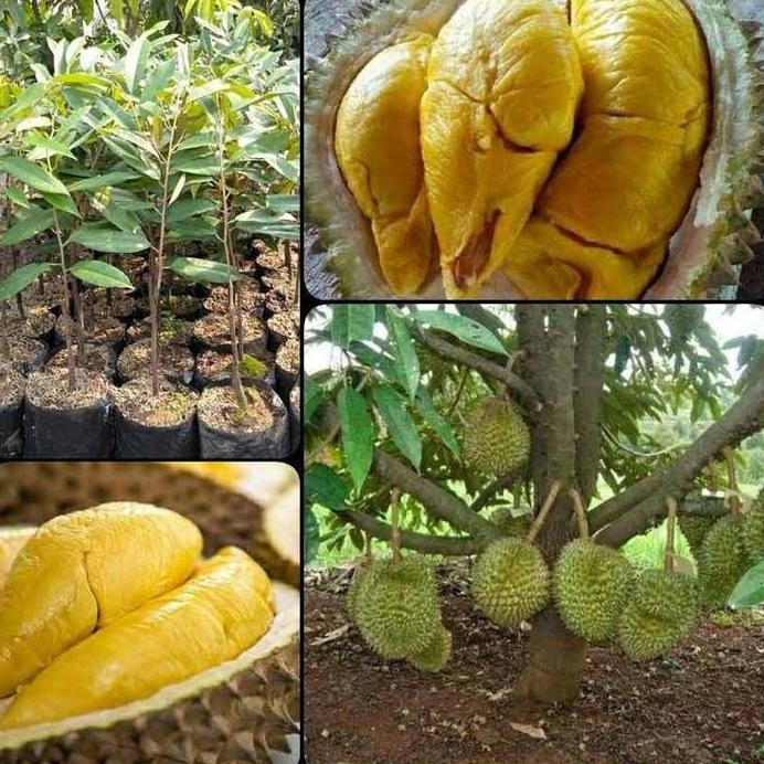 

Terlaris Bibit Buah Durian Bawor Okulasi Unggul/Tambulapot/Bisa Cod