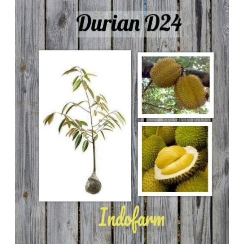 

Terlaris Tanaman Bibit Buah Durian D24 Kaki 1 Tos