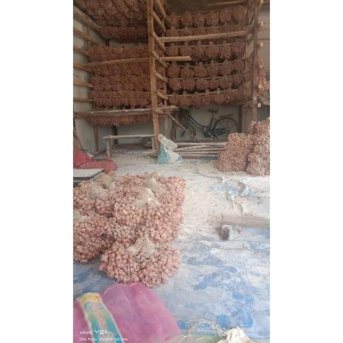 

Terlaris Bibit Bawang Merah Nganjuk 1Kg Kuypda 9857Jo
