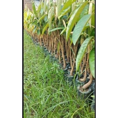 

Terlaris Bibit Durian Bawor Sedling Beli 5 Bonus 1