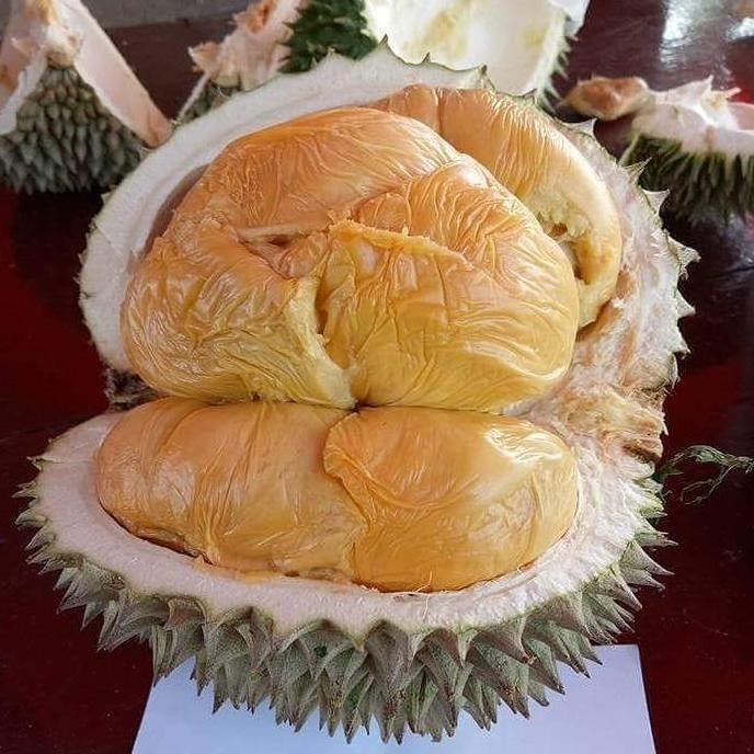 

Terlaris 90 Cm Promo Murah Bibit Durian Ochee (Duri Hitam)