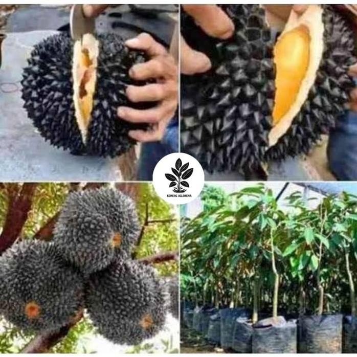 

Terlaris Bibit Durian Duri Hitam Black Thorn Ochee Asli Tanaman Buah Hasil Okulasi Super Genjah Tabulampot Cepat Berbuah