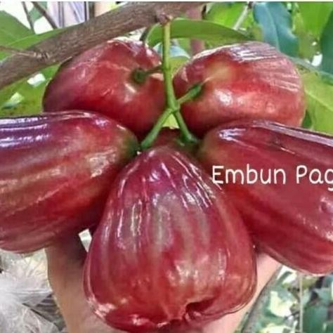 

Terlaris Bibit Jambu Air Dalhari Non Biji Jambu Air Thailand