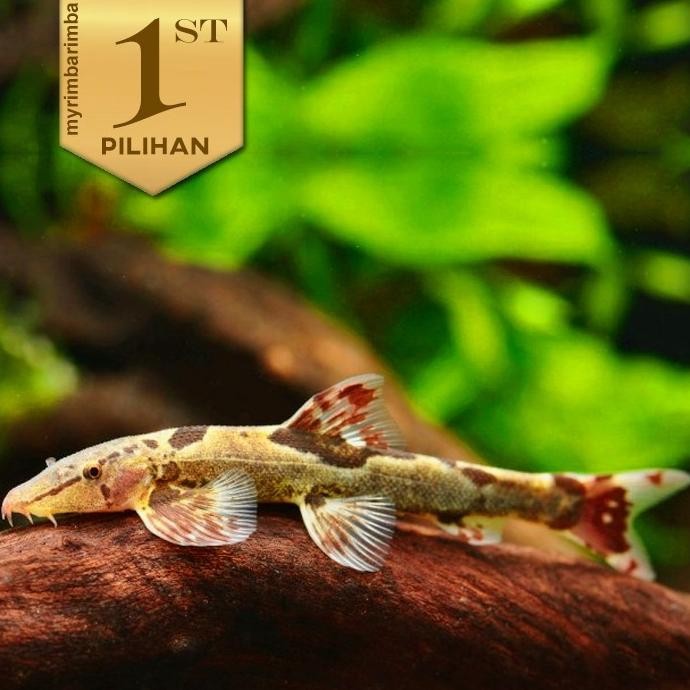 Terlaris Homaloptera Ikan Hias Aquascape Pemakan Lumut Algae Hiasan Aquarium