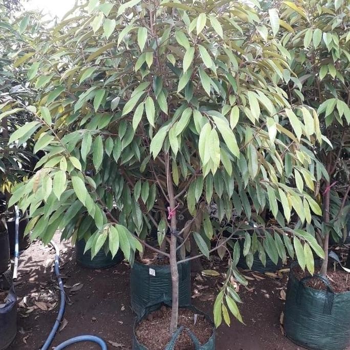 

Terlaris Bibit Durian Rimbun Musangking