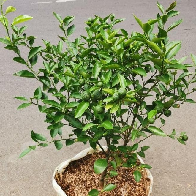 

Terlaris - Promo Segar - Bibit Pohon Jeruk Nipis Berbuah, Tanaman Jeruk Nipis Kampung - Premium -