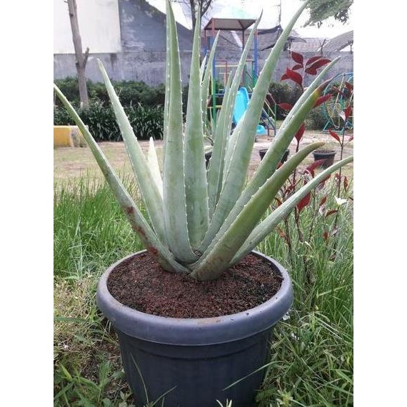 Terlaris (Free Ongkir) Bibit Lidah Buaya Kalimantan - Lidah Buaya Jumbo